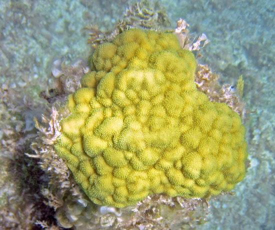  Porites astreoides (Yellow Porous Coral, Mustard Hill Coral)